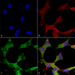 SMC-489_GABA-A-Receptor-Alpha-4_Antibody_N398A-34_ICC-IF_Human_Neuroblastoma-cells-SH-SY5Y-Composite-1.png
