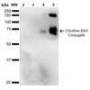 Mouse Anti-Citrulline Antibody [2D3-1B9] used in Western Blot (WB) on Citrulline-BSA Conjugate (SMC-500)