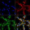 Mouse Anti-Citrulline Antibody [2D3.1] used in Immunocytochemistry/Immunofluorescence (ICC/IF) on  Embryonic kidney epithelial cell line (HEK293) (SMC-500)