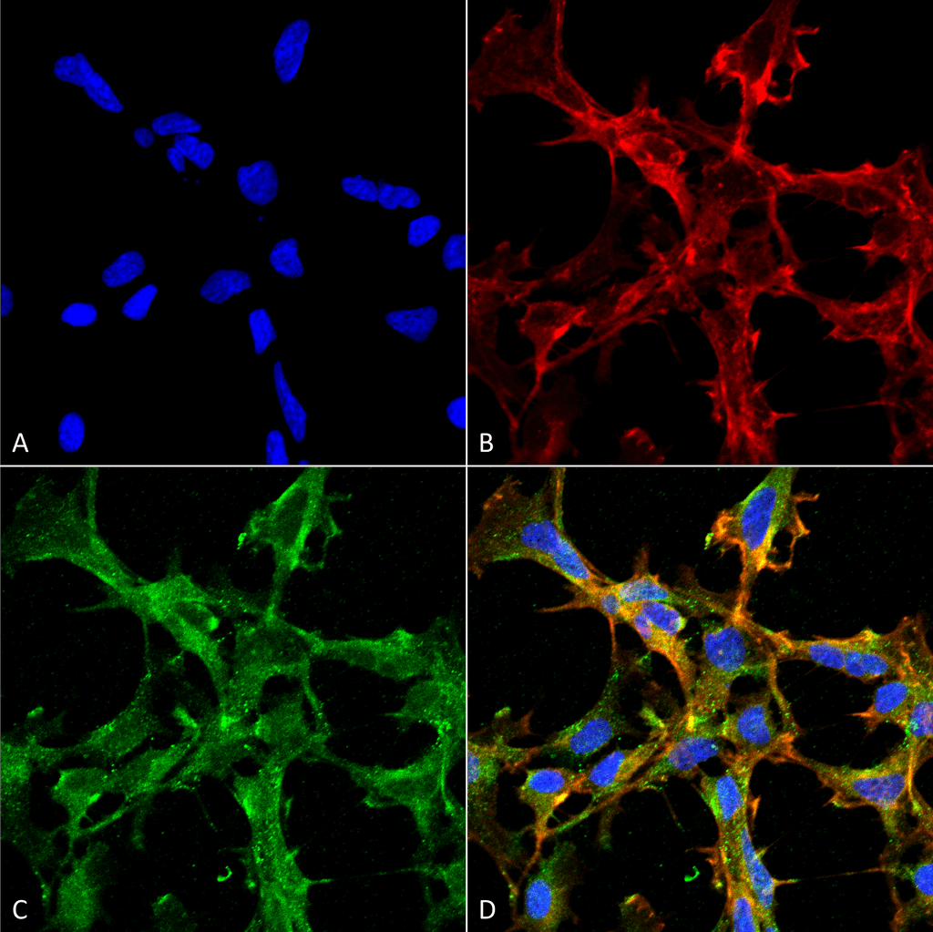 <p>Immunocytochemistry/Immunofluorescence analysis using Mouse Anti-Citrulline Monoclonal Antibody, Clone 2D3.1 (SMC-500). Tissue: Embryonic kidney epithelial cell line (HEK293). Species: Human. Fixation: 5% Formaldehyde for 5 min. Primary Antibody: Mouse Anti-Citrulline Monoclonal Antibody (SMC-500) at 1:50 for 30-60 min at RT. Secondary Antibody: Goat Anti-Mouse Alexa Fluor 488 at 1:1500 for 30-60 min at RT. Counterstain: Phalloidin Alexa Fluor 633 F-Actin stain; DAPI (blue) nuclear stain at 1:250, 1:50000 for 30-60 min at RT. Magnification: 20X (2X Zoom). (A) DAPI (blue) nuclear stain. (B) Phalloidin Alexa Fluor 633 F-Actin stain. (C) Citrulline Antibody (D) Composite. Courtesy of: Dr. Robert Burke, University of Victoria.</p>
