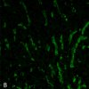 Mouse Anti-Citrulline Antibody [6C2.1] used in Immunohistochemistry (IHC) on Mouse Colon tissue (SMC-501)