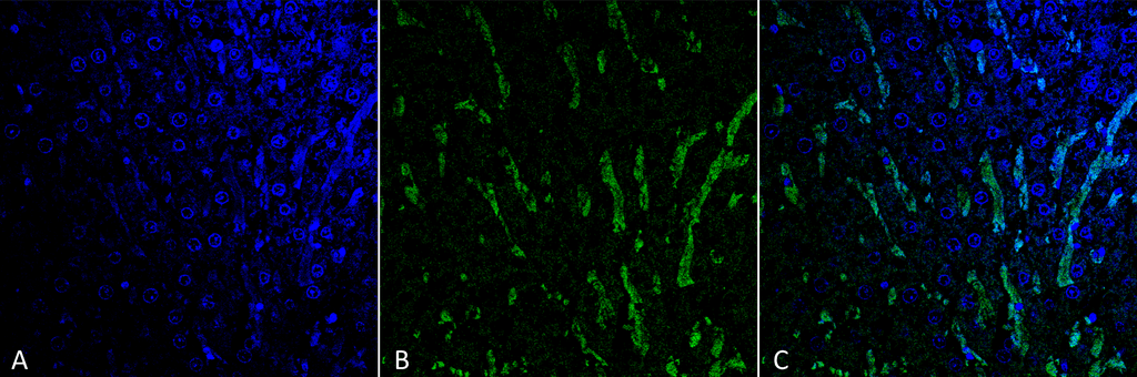 <p>Immunohistochemistry analysis using Mouse Anti-Citrulline Monoclonal Antibody, Clone 6C2.1 (SMC-501). Tissue: Colon tissue. Species: Mouse. Fixation: Formalin fixed, paraffin embedded. Primary Antibody: Mouse Anti-Citrulline Monoclonal Antibody (SMC-501) at 1:25 for 1 hour at RT. Secondary Antibody: Goat Anti-Mouse IgG: Alexa Fluor 488. Counterstain: DAPI (blue) nuclear stain. Magnification: 63X. (A) DAPI (blue) nuclear stain. (B) Phalloidin Alexa Fluor 633 F-Actin stain. (C) O-GlcNAc Antibody (D) Composite.</p>
