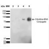 Mouse Anti-Citrulline Antibody [6C2.1] used in Western Blot (WB) on Citrulline-BSA Conjugate (SMC-501)