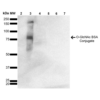 Mouse Anti-O-GlcNAc Antibody [9H6] used in Western Blot (WB) on GlcNAc-BSA Conjugate (SMC-502)