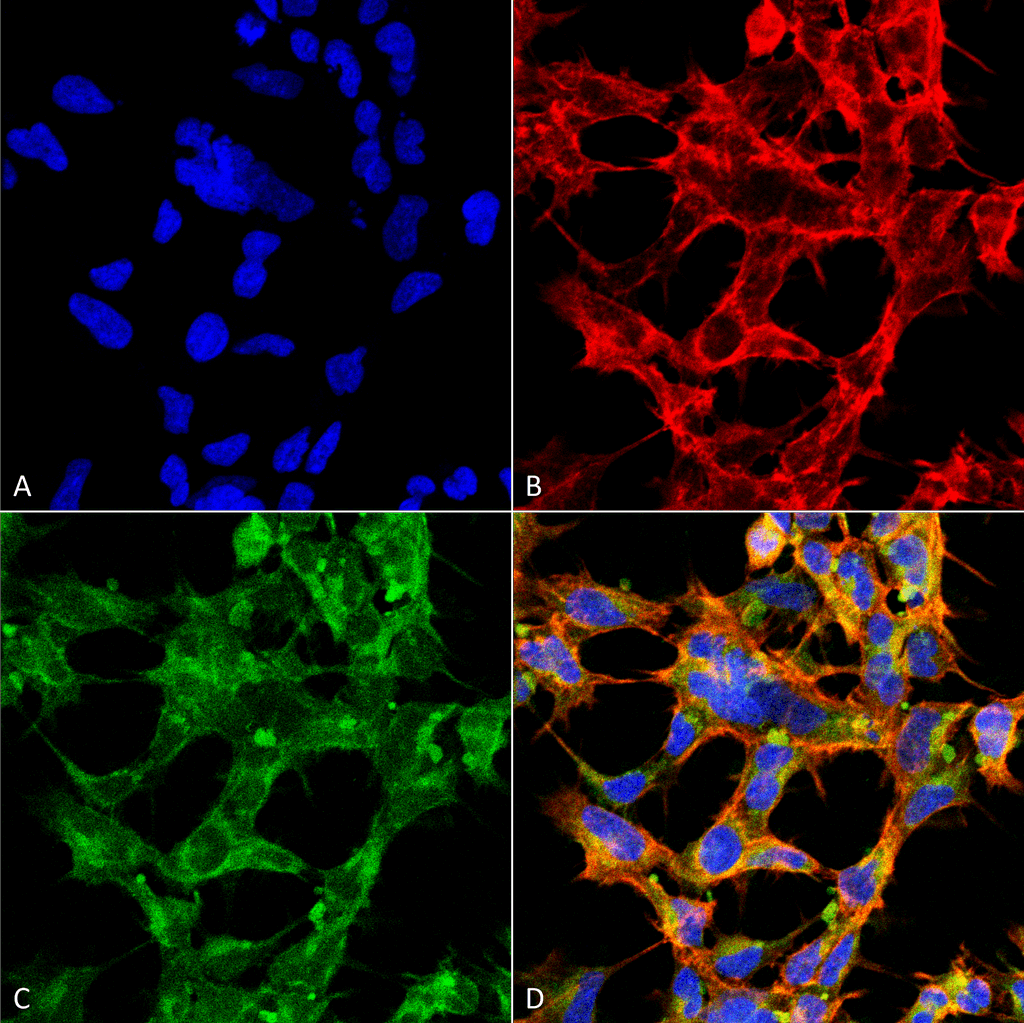 <p>Immunocytochemistry/Immunofluorescence analysis using Mouse Anti-O-GlcNAc Monoclonal Antibody, Clone 9H6 (SMC-502). Tissue: Embryonic kidney epithelial cell line (HEK293). Species: Human. Fixation: 5% Formaldehyde for 5 min. Primary Antibody: Mouse Anti-O-GlcNAc Monoclonal Antibody (SMC-502) at 1:50 for 30-60 min at RT. Secondary Antibody: Goat Anti-Mouse Alexa Fluor 488 at 1:1500 for 30-60 min at RT. Counterstain: Phalloidin Alexa Fluor 633 F-Actin stain; DAPI (blue) nuclear stain at 1:250, 1:50000 for 30-60 min at RT. Magnification: 20X (2X Zoom). (A) DAPI (blue) nuclear stain. (B) Phalloidin Alexa Fluor 633 F-Actin stain. (C) O-GlcNAc Antibody (D) Composite. Courtesy of: Dr. Robert Burke, University of Victoria.</p>
