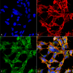 SMC-502_O-GlcNAc_Antibody_9H6_ICC-IF_Human_Embryonic-kidney-cells-HEK293_Composite_1.png