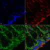 Mouse Anti-O-GlcNAc Antibody [9H6] used in Immunohistochemistry (IHC) on Mouse colon (SMC-502)