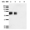 Mouse Anti-O-GalNAc Antibody [9B9] used in Western Blot (WB) on Glycoconjugates (SMC-503)