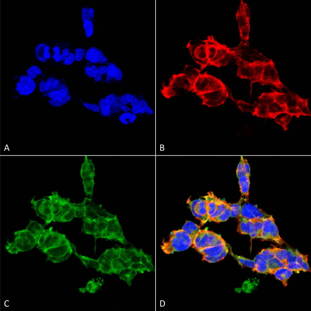 <p>Immunocytochemistry/Immunofluorescence analysis using Mouse Anti-O-GalNAC Monoclonal Antibody, Clone 9B9 (SMC-503). Tissue: Embryonic kidney epithelial cell line (HEK293). Species: Human. Fixation: 5% Formaldehyde for 5 min. Primary Antibody: Mouse Anti-O-GalNAC Monoclonal Antibody (SMC-503) at 1:50 for 30-60 min at RT. Secondary Antibody: Goat Anti-Mouse Alexa Fluor 488 at 1:1500 for 30-60 min at RT. Counterstain: Phalloidin Alexa Fluor 633 F-Actin stain; DAPI (blue) nuclear stain at 1:250, 1:50000 for 30-60 min at RT. Magnification: 20X (2X Zoom). (A) DAPI (blue) nuclear stain. (B) Phalloidin Alexa Fluor 633 F-Actin stain. (C) O-GalNAc Antibody (D) Composite. Courtesy of: Dr. Robert Burke, University of Victoria.</p>
