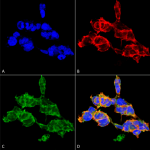 SMC-503_O-GalNAC_Antibody_9B9_ICC-IF_Human_Embryonic-kidney-cells-HEK293_Composite_1.png