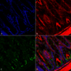 Mouse Anti-O-GalNAc Antibody [9B9] used in Immunohistochemistry (IHC) on Mouse colon (SMC-503)