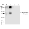 Mouse Anti-Acrolein Antibody [2H2] used in Western Blot (WB) on Acrolein-BSA Conjugate (SMC-504)