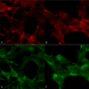 Mouse Anti-Acrolein Antibody [10A10] used in Immunocytochemistry/Immunofluorescence (ICC/IF) on  Embryonic kidney epithelial cell line (HEK293) (SMC-505)