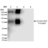Mouse Anti-Acrolein Antibody [10A10] used in Western Blot (WB) on Acrolein-BSA Conjugate (SMC-505)