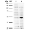 Mouse Anti-Acrolein Antibody [10A10] used in Western Blot (WB) on  Cervical cancer cell line (HeLa) lysate (SMC-505)