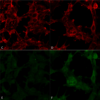 Mouse Anti-Hexanoyl-Lysine adduct Antibody [5D9] used in Immunocytochemistry/Immunofluorescence (ICC/IF) on  Embryonic kidney epithelial cell line (HEK293) (SMC-508)