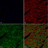 Mouse Anti-Hexanoyl-Lysine adduct Antibody [5D9] used in Immunohistochemistry (IHC) on Rat Heart (SMC-508)