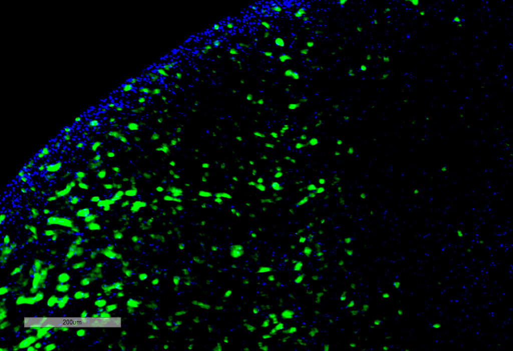 <p>Immunohistochemistry analysis using Mouse Anti-Hexanoyl-Lysine adduct Monoclonal Antibody, Clone 5D9 (SMC-508). Tissue: Kidney. Species: Rat. Primary Antibody: Mouse Anti-Hexanoyl-Lysine adduct Monoclonal Antibody (SMC-508) at 1:100 for Overnight at 4C, then 30 min at 37C. Secondary Antibody: Goat Anti-Mouse IgG (H+L): FITC for 45 min at 37C. Counterstain: DAPI for 3 min at RT. Magnification: 10X.</p>
