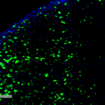 SMC-508_Hexanoyl-Lysine-adduct_Antibody_5D9_IHC_Rat_Kidney_1.png