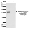 Mouse Anti-Hexanoyl-Lysine adduct Antibody [5D9] used in Western Blot (WB) on Hexanoyl Lysine-BSA Conjugate (SMC-508)
