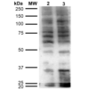 Mouse Anti-Hexanoyl-Lysine adduct Antibody [5D9] used in Western Blot (WB) on  Cervical cancer cell line (HeLa) lysate (SMC-508)