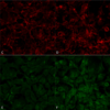 Mouse Anti-Hexanoyl-Lysine adduct Antibody [5E8] used in Immunocytochemistry/Immunofluorescence (ICC/IF) on  Embryonic kidney epithelial cell line (HEK293) (SMC-509)