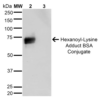 Mouse Anti-Hexanoyl-Lysine adduct Antibody [5E8] used in Western Blot (WB) on Hexanoyl Lysine-BSA Conjugate (SMC-509)