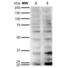Mouse Anti-Hexanoyl-Lysine adduct Antibody [5E8] used in Western Blot (WB) on  Cervical cancer cell line (HeLa) lysate (SMC-509)