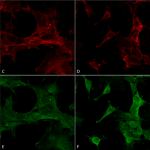 SMC-510_4-Hydroxy-2-hexenal_Antibody_6F10_ICC-IF_Human_Embryonic-kidney-cells-HEK293_Composite_1.png