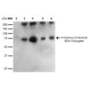 Mouse Anti-4-Hydroxy-2-hexenal Antibody [6F10] used in Western Blot (WB) on 4-hydroxy-2-hexanal-BSA Conjugate (SMC-510)