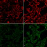 SMC-511_4-Hydroxynonenal_Antibody_12F7_ICC-IF_Human_Embryonic-kidney-cells-HEK293_Composite_1.png
