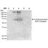 Mouse Anti-4-Hydroxynonenal Antibody [12F7] used in Western Blot (WB) on 4-hydroxy-nonenal-BSA Conjugate (SMC-511)
