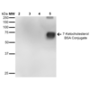 Mouse Anti-7-Ketocholesterol Antibody [7E1] used in Western Blot (WB) on 7-Ketocholesterol-BSA Conjugate (SMC-512)