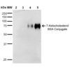 Mouse Anti-7-Ketocholesterol Antibody [3F7] used in Western Blot (WB) on 7-Ketocholesterol-BSA Conjugate (SMC-513)