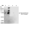 Mouse Anti-Malondialdehyde Antibody [6H6] used in Western Blot (WB) on Malondialdehyde-BSA Conjugate (SMC-514)