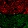 Mouse Anti-Malondialdehyde Antibody [11E3] used in Immunocytochemistry/Immunofluorescence (ICC/IF) on  Embryonic kidney epithelial cell line (HEK293) (SMC-515)