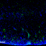 SMC-515_Malondialdehyde_Antibody_11E3_IHC_Mouse_Kidney_1.png