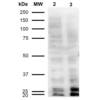 Mouse Anti-Malondialdehyde Antibody [11E3] used in Western Blot (WB) on  Cervical cancer cell line (HeLa) lysate (SMC-515)