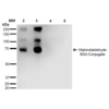 Mouse Anti-Malondialdehyde Antibody [11E3] used in Western Blot (WB) on Malondialdehyde-BSA Conjugate (SMC-515)