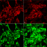SMC-516_Methylglyoxal_Antibody_9E7_ICC-IF_Human_Embryonic-kidney-cells-HEK293_Composite_1.png