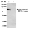Mouse Anti-Methylglyoxal Antibody [9E7] used in Western Blot (WB) on Methylglyoxal-BSA Conjugate (SMC-516)