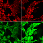 SMC-517_Methylglyoxal_Antibody_9F11_ICC-IF_Human_Embryonic-kidney-cells-HEK293_Composite_1.png