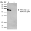 Mouse Anti-Methylglyoxal Antibody [9F11] used in Western Blot (WB) on Methylglyoxal-BSA Conjugate (SMC-517)