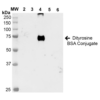 Mouse Anti-Dityrosine Antibody [7D4] used in Western Blot (WB) on Dityrosine-BSA Conjugate (SMC-520)