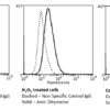 Mouse Anti-Dityrosine Antibody [10A6] used in Flow Cytometry (FCM) on Human Neuroblastoma cells (SH-SY5Y) (SMC-521)