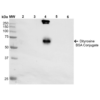 Mouse Anti-Dityrosine Antibody [10A6] used in Western Blot (WB) on Dityrosine-BSA Conjugate (SMC-521)