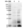Mouse Anti-Dityrosine Antibody [10A6] used in Western Blot (WB) on Human Cervical cancer cell line (HeLa) lysate (SMC-521)