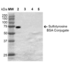 Mouse Anti-Sulfotyrosine Antibody [7C5] used in Western Blot (WB) on Sulfotyrosine-BSA Conjugate (SMC-522)