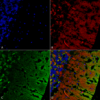 Mouse Anti-Alpha Synuclein Antibody [3C11] used in Immunohistochemistry (IHC) on Rat cerebellum (SMC-530)