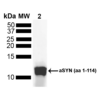 Mouse Anti-Alpha Synuclein Antibody [3C11] used in Western Blot (WB) on Human Truncated Alpha Synuclein Protein (SMC-530)